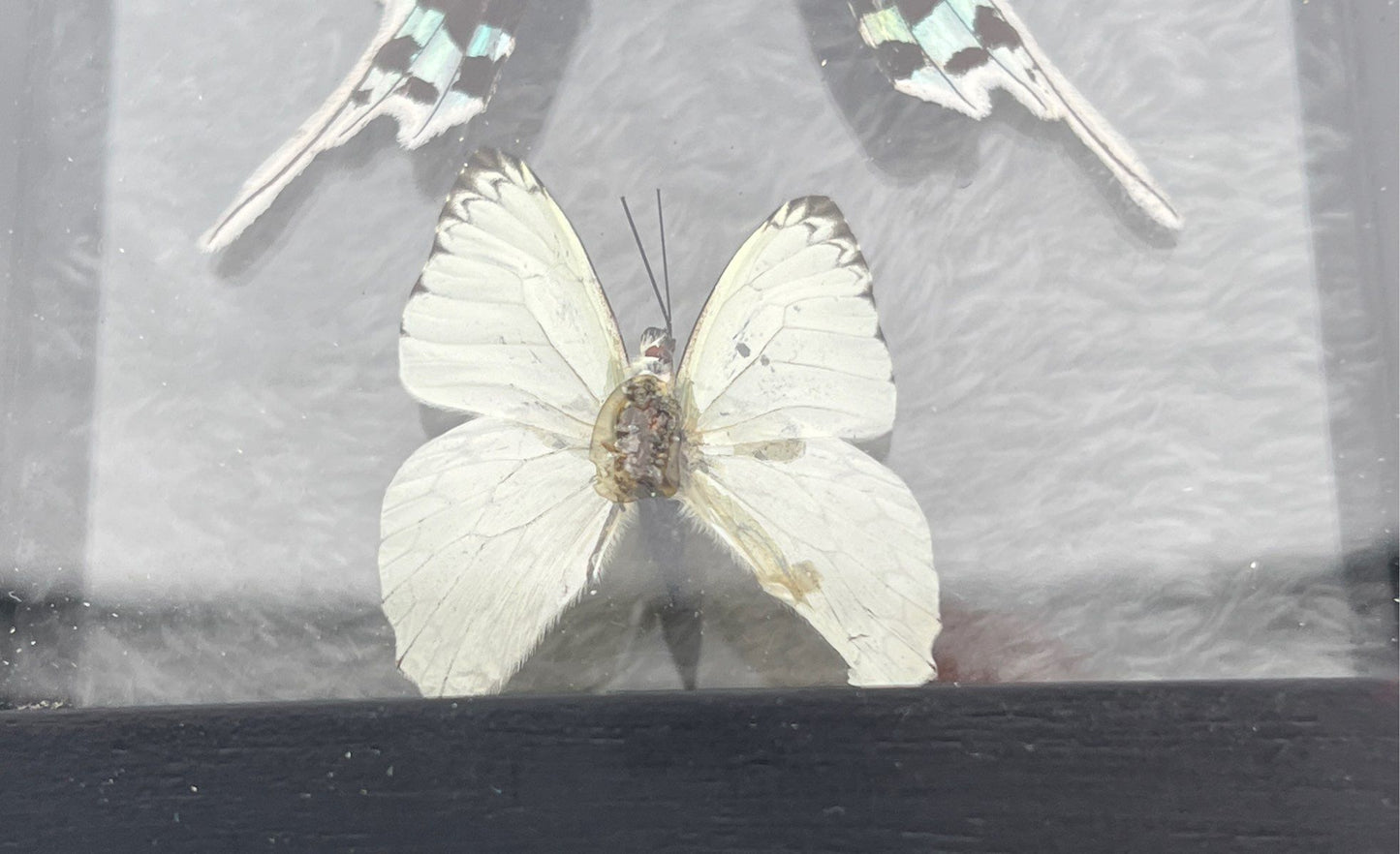 Framed Butterfly & Moth From Peru-Urania Leilus & Hesperocharis Marchalli