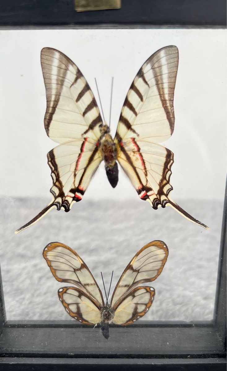Framed Butterflies #27 Neographium Agesilaus & Dircena Loreta-Made In Peru