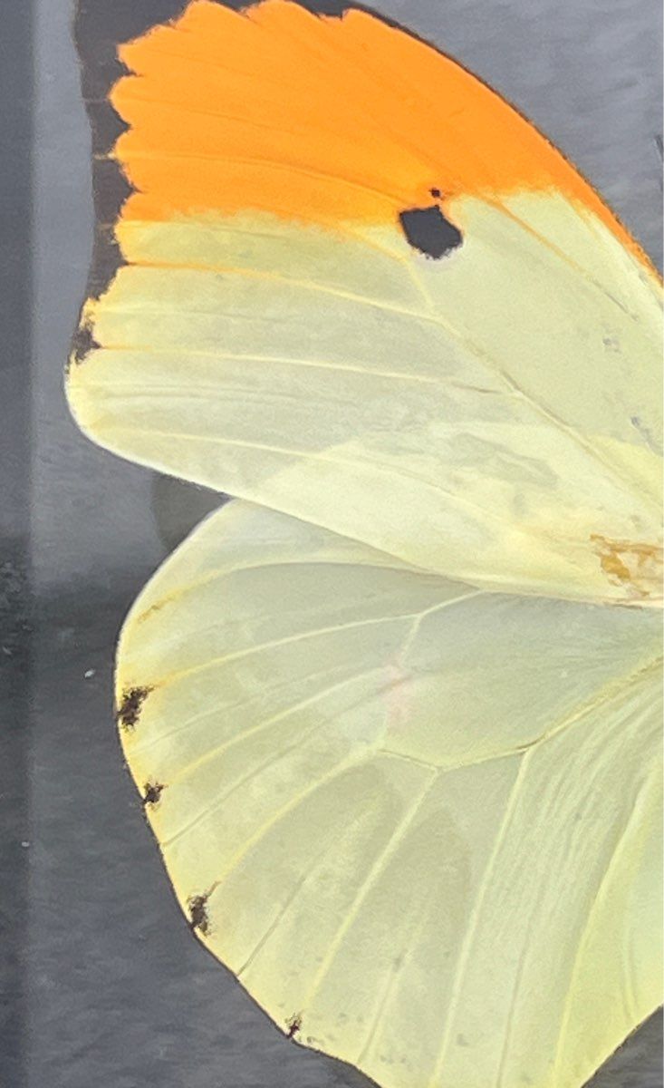 Anteos Menippe Made In Peru #174 Framed Butterfly Specimen 4.75"x4.75"x1.1"
