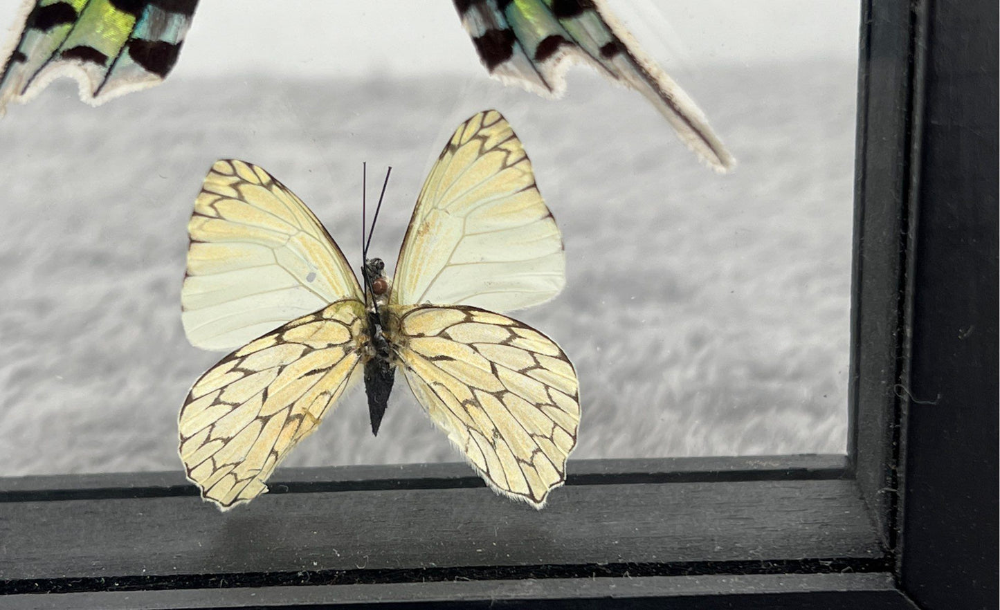 Framed Butterfly & Moth From Peru-Urania Leilus & Hesperocharis Marchalli