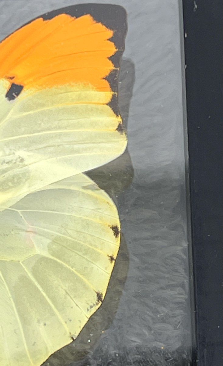 Anteos Menippe Made In Peru #174 Framed Butterfly Specimen 4.75"x4.75"x1.1"