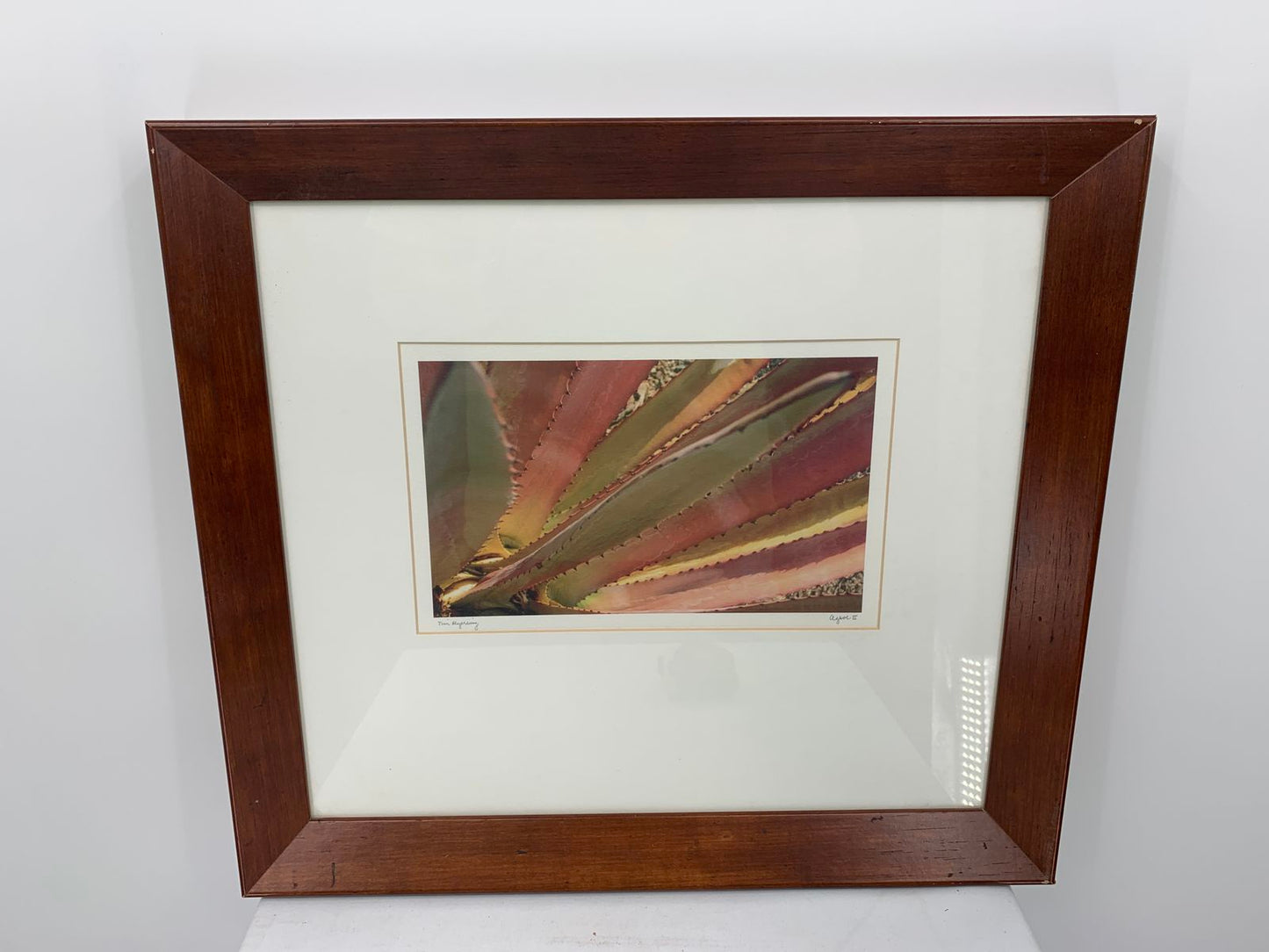 Tim Myerring Framed And Matted Artwork Photography "Agave II" Signed